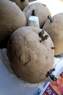 Chitting potatoes