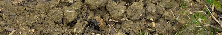 clay soil