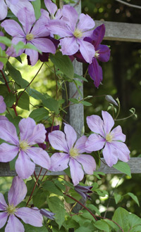 clematis on trellis