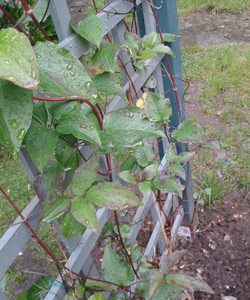 clematis leaf spots