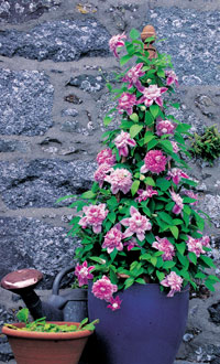 clematis in a pot