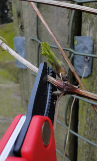 pruning clematis