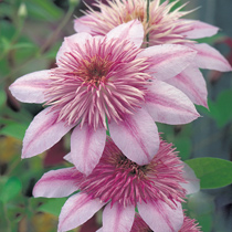 how to grow clematis