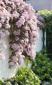 clematis on wall