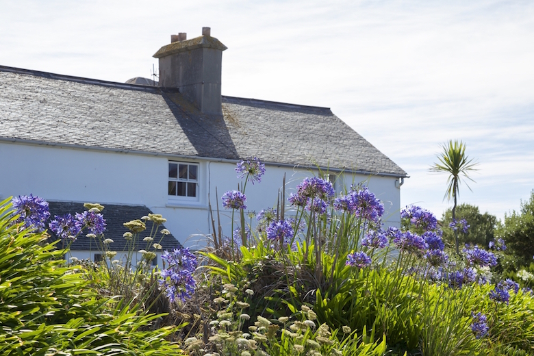 agapanthus on scilly