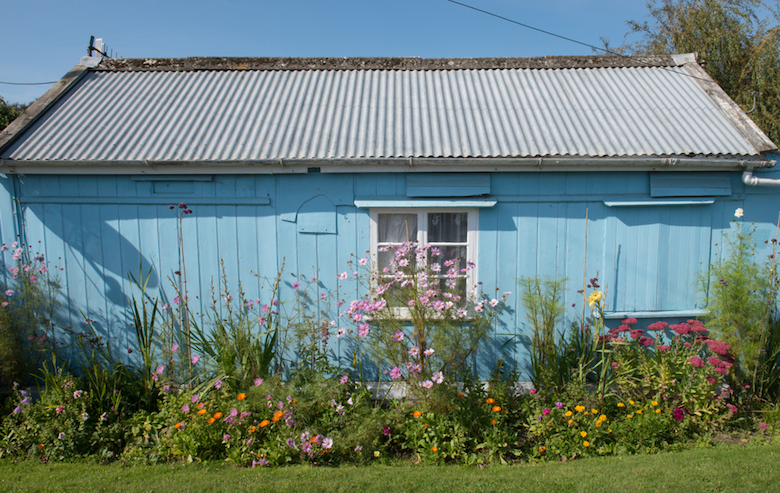 sheltered coastal flowers