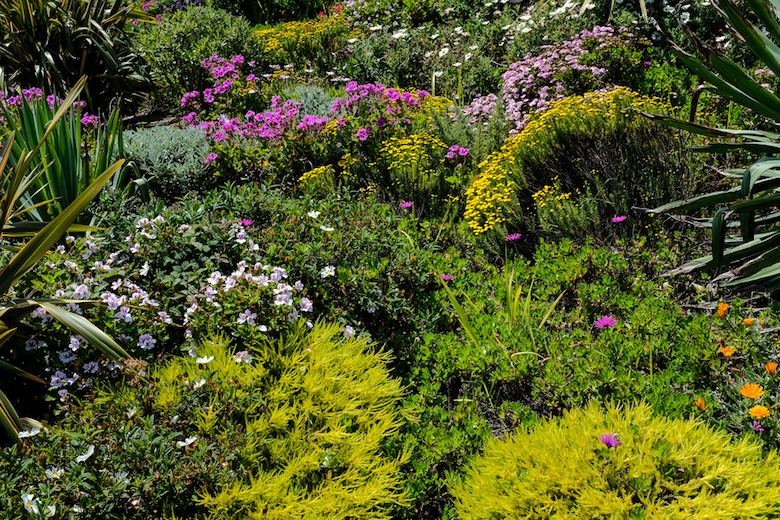 flourishing plants in a coastal garden