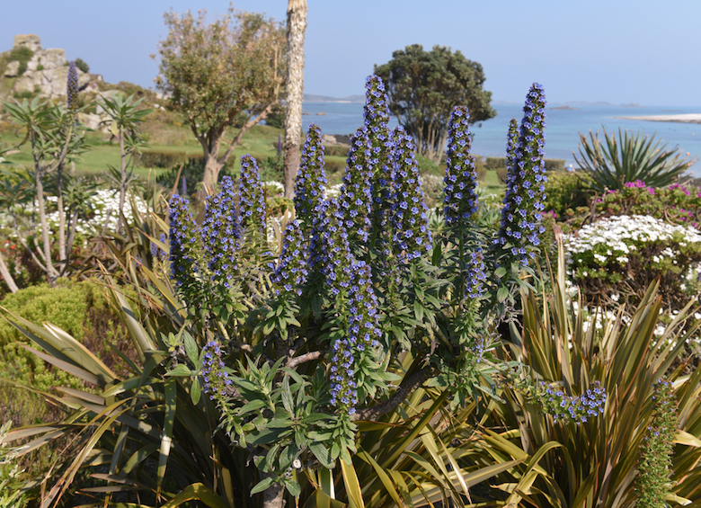 pride of madeira