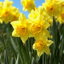 daffodils top ten tips