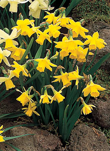 daffodil tete-a-tete