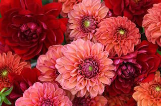 how to grow dahlias