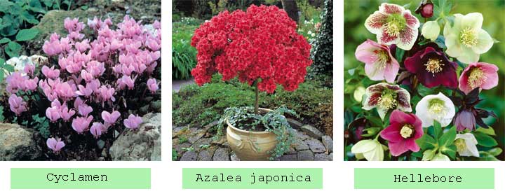 plants for dappled shade