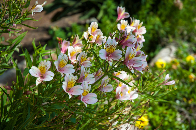 exotic alstroemeria on sunny day