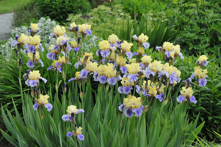 purple and cream bearded iris