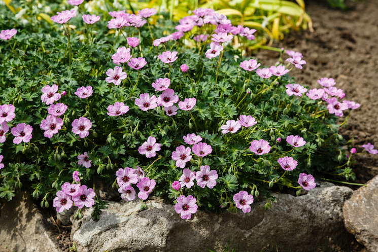 hardy pink geranium in rocky garden