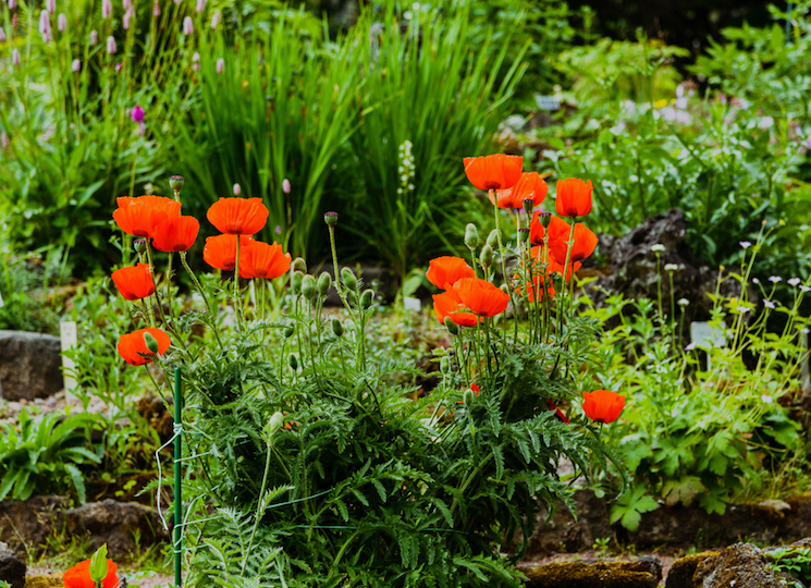 bright red oriental poppies