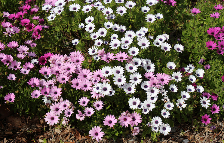 pink osteospermum flowering