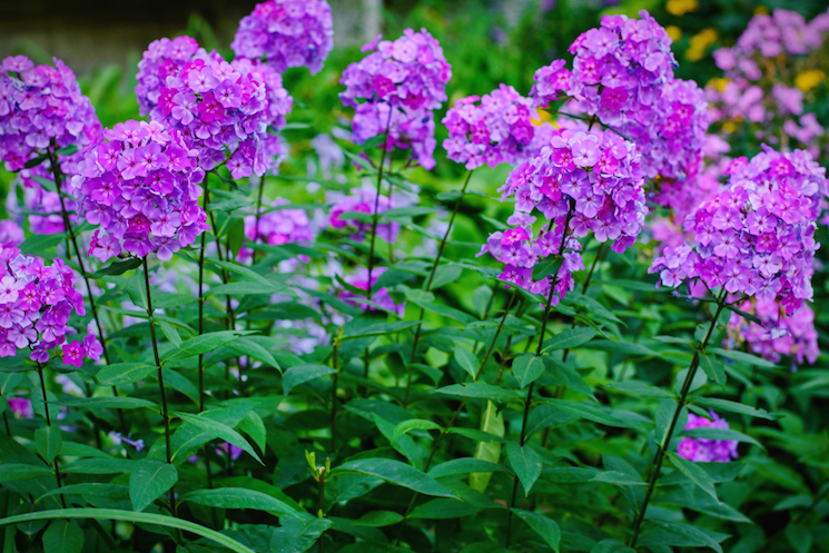 purple phlox in borders