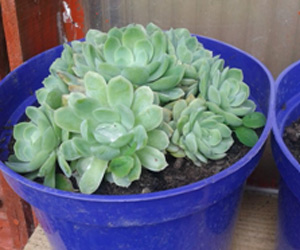 echeveria