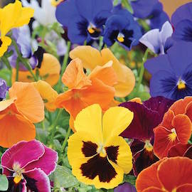 pansies to brighten up your recipes