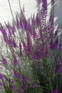 purple toadflax