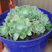 facebook-sessions-echeveria