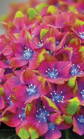 glamrock hydrangea