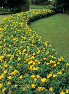 Hypericum calycinum