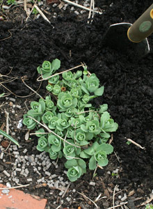 Mulching a new plant