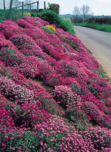 Aubrieta on steep bank