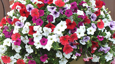 how to plant hanging baskets and containers