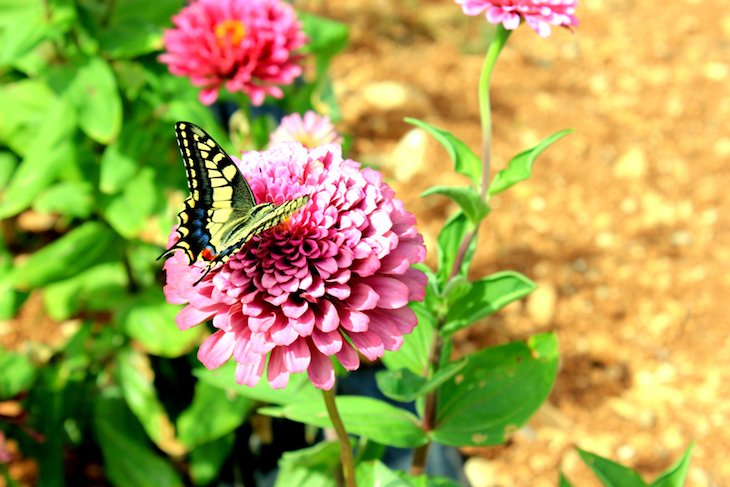 butterfly on dahlia