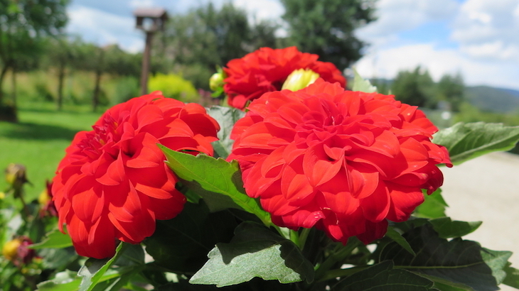 dahlias make good container plants