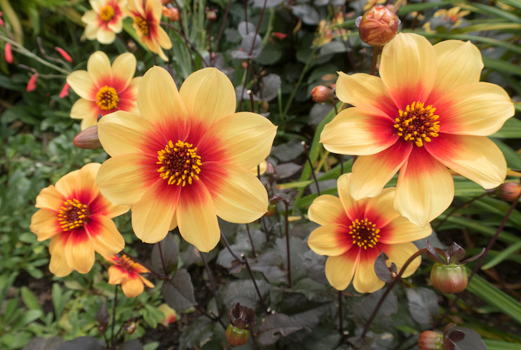 dwarf dahlias