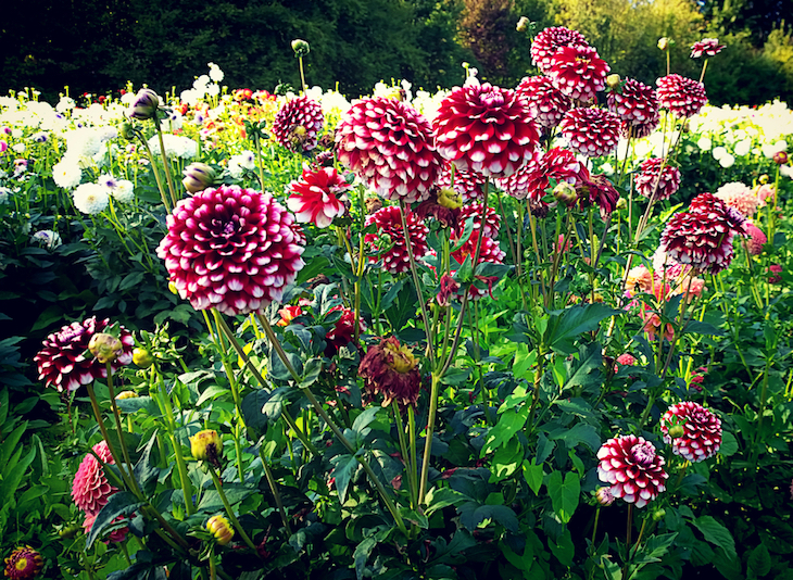 potted dahlias planted out