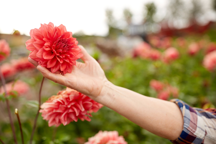 red dahlia with hand touching them