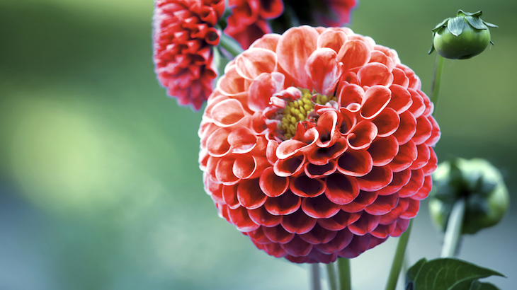 Pinching out dahlias encourages more flowers to grow