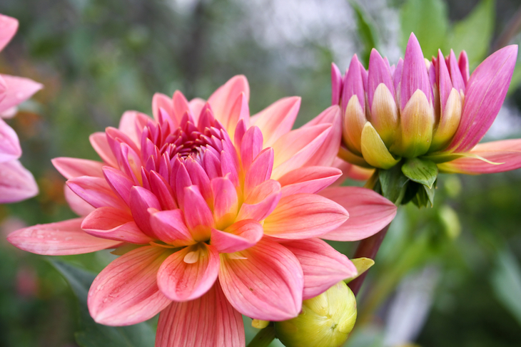 pink and coloured dahlia