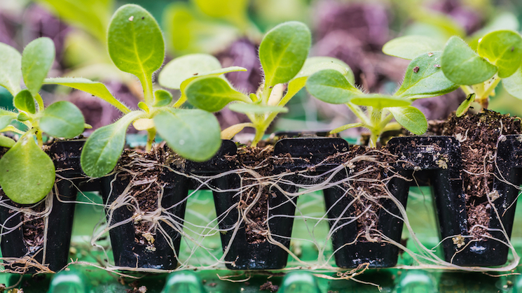 plug plant root system