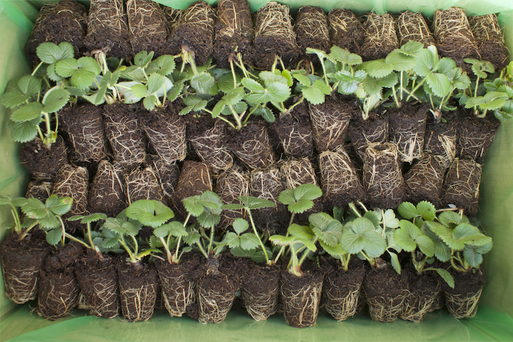 strawberry plug plants