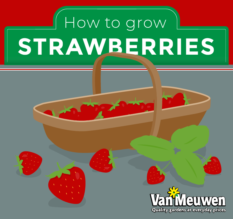 How to grow strawberries lead image