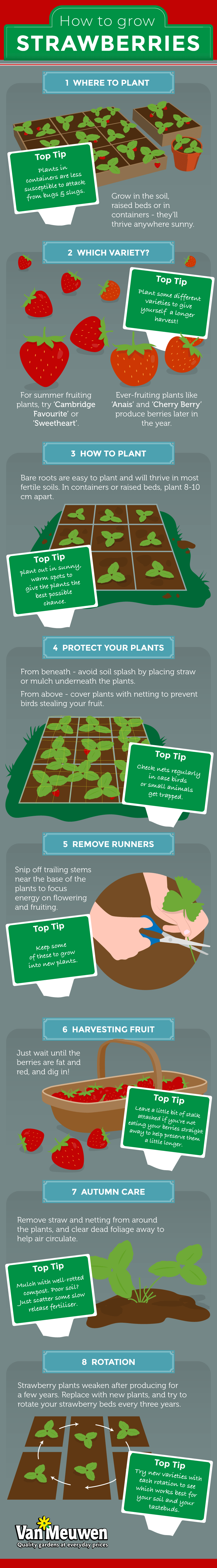 how to grow strawberries infographic from Van Meuwen