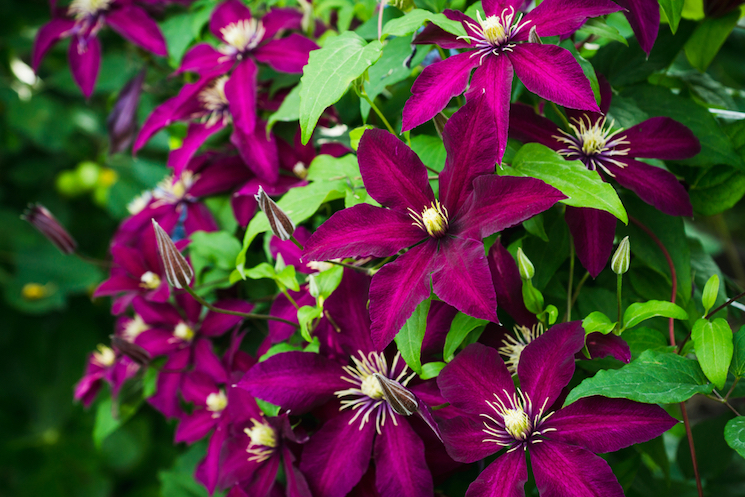 caring for clematis