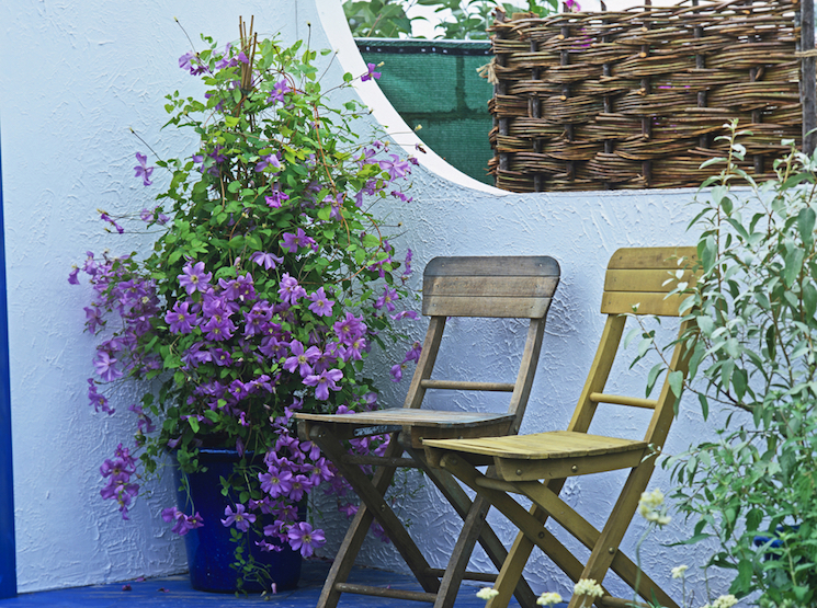 Clematis in store pots