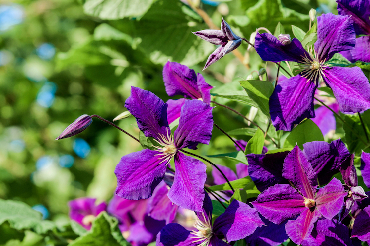 3 groups of clematis pruning