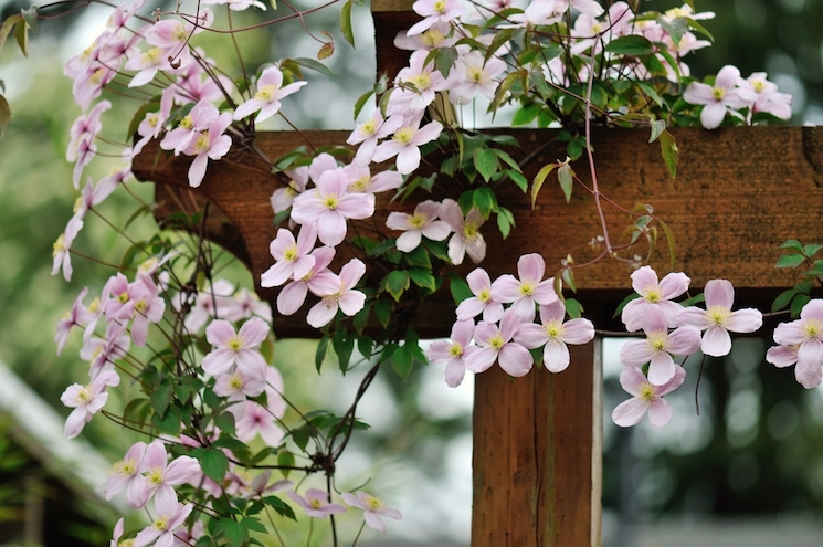 how to plant clematis