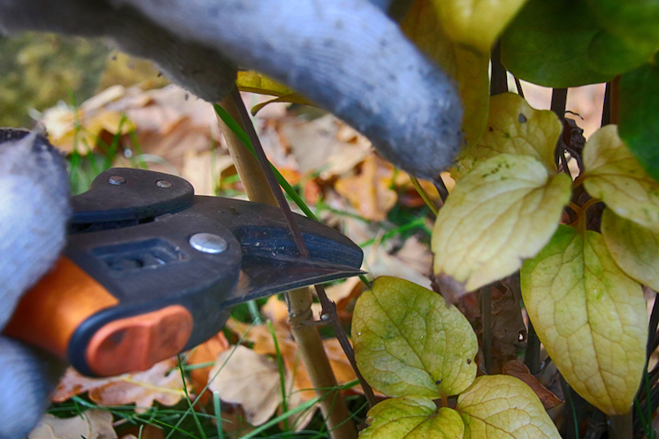 pruning clematis