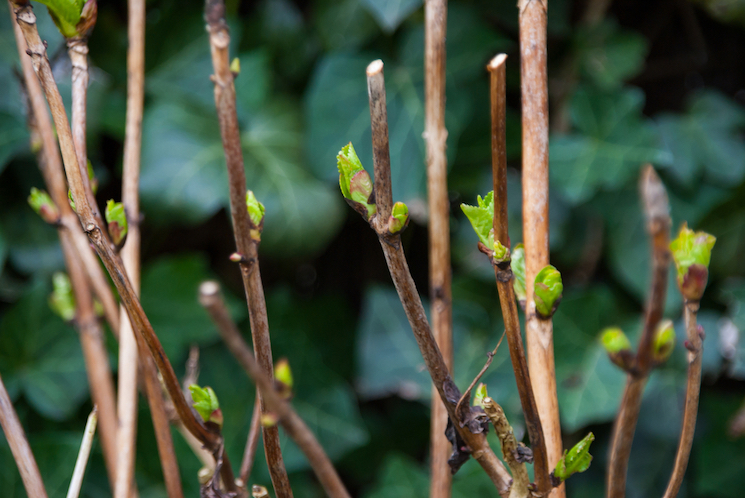 How to prune hydrangeas