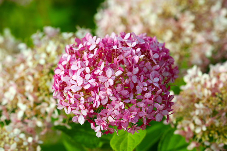 Hydrangea arborescens