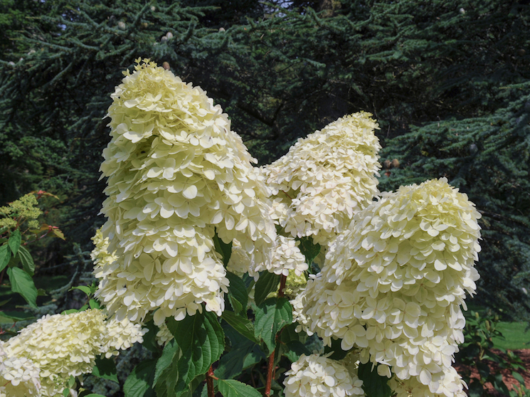 Hydrangea paniculata